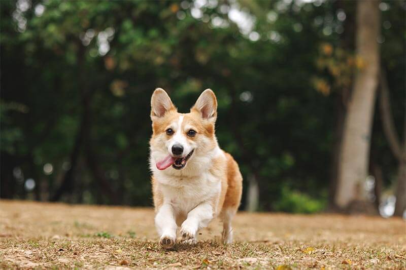A running corgi A running corgi