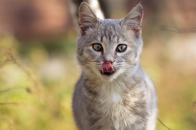 An outdoors cat licking its lips An outdoors cat licking its lips