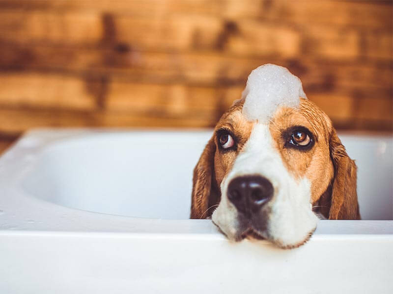 A beagle getting a bath A beagle getting a bath