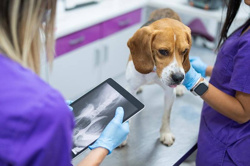 A beagle getting x-rays A beagle getting x-rays