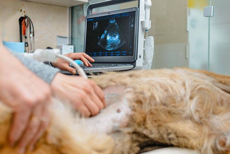 A pet ultrasound A pet ultrasound