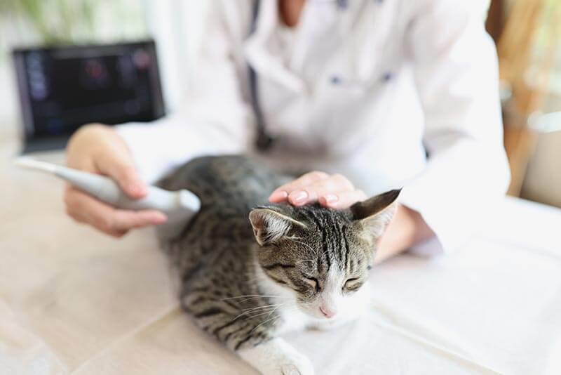 A cat being checked with ultrasound A cat being checked with ultrasound