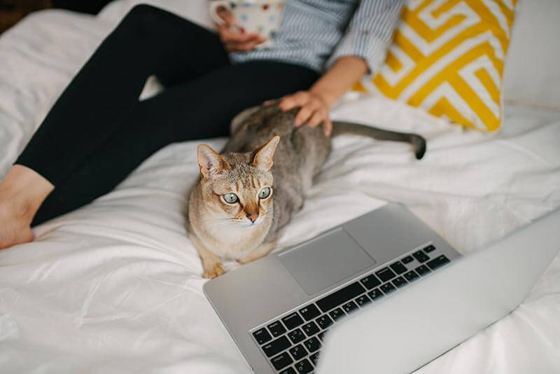 A cat with their human looking at a computer A cat with their human looking at a computer