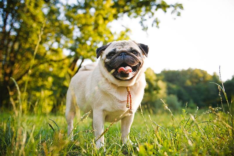 A dog in a field A dog in a field