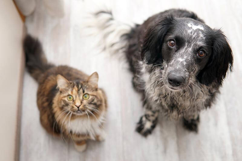 A dog and cat A dog and cat
