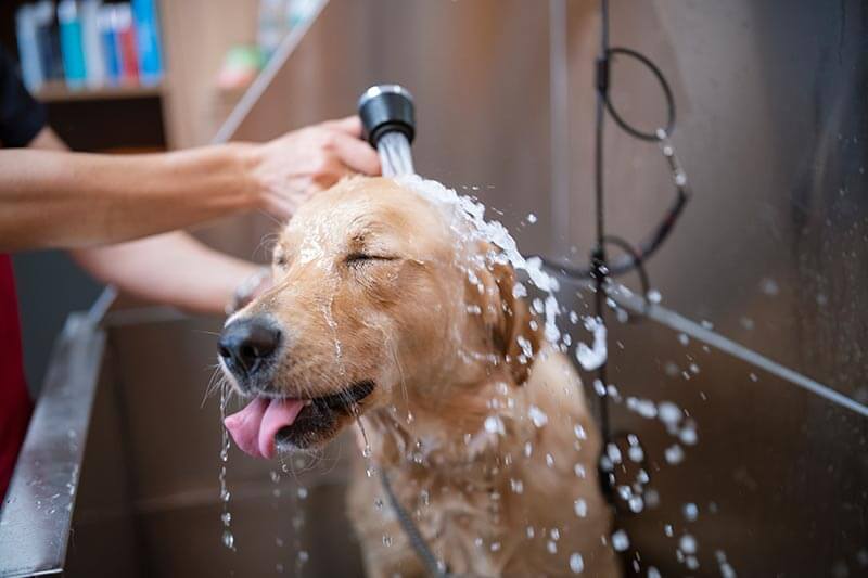 A dog getting a bath A dog getting a bath