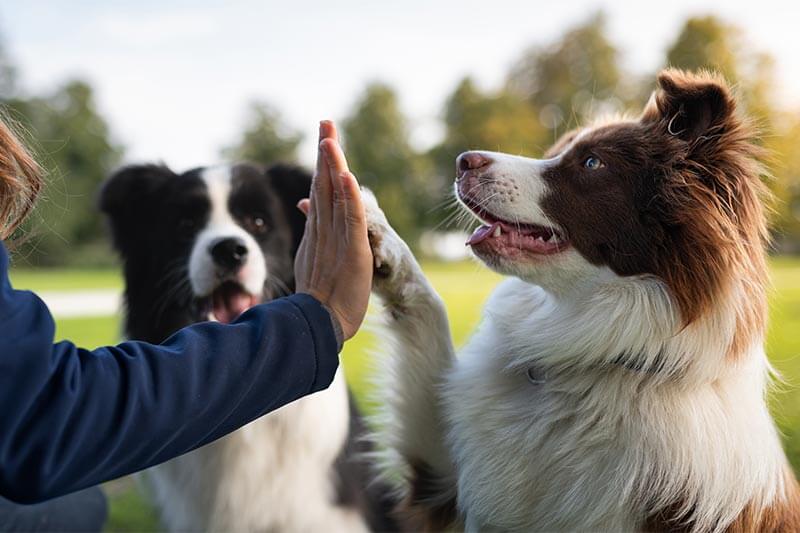 A dog giving high-five A dog giving high-five