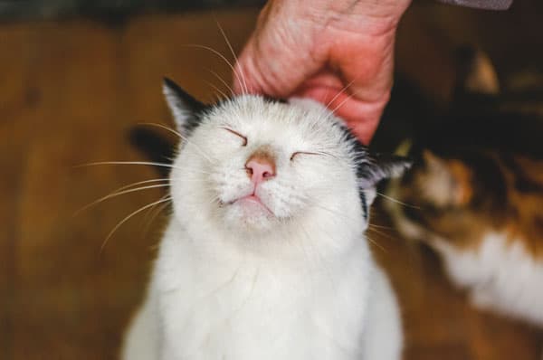 Veterinary wellness care for adult dogs and cats Adult cat getting pets on the head