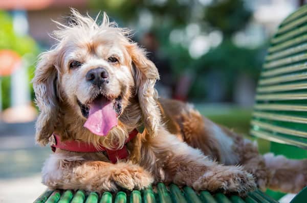 Veterinary wellness care for senior cats and dogs Senior dog sitting outside