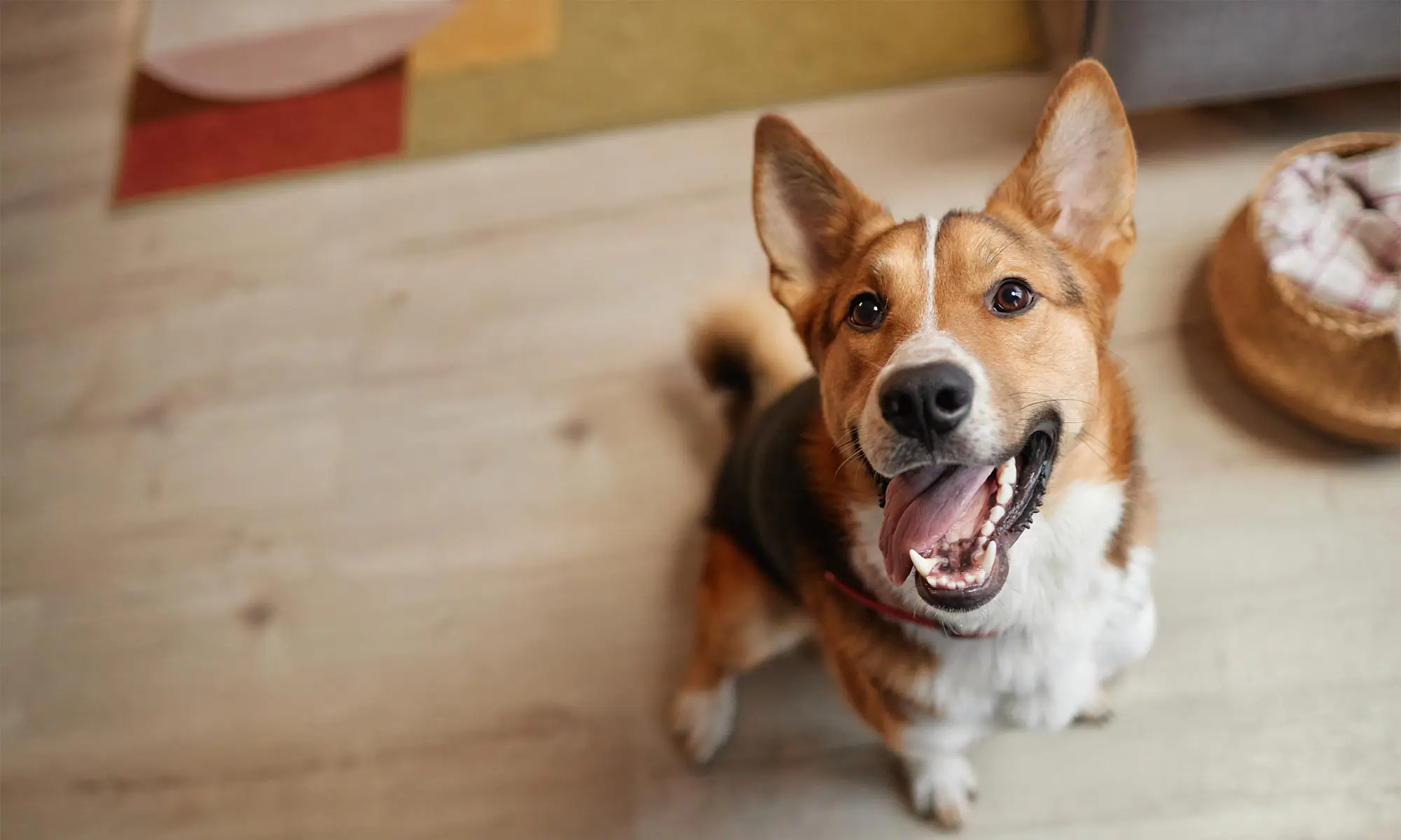 A happy and healthy dog smile