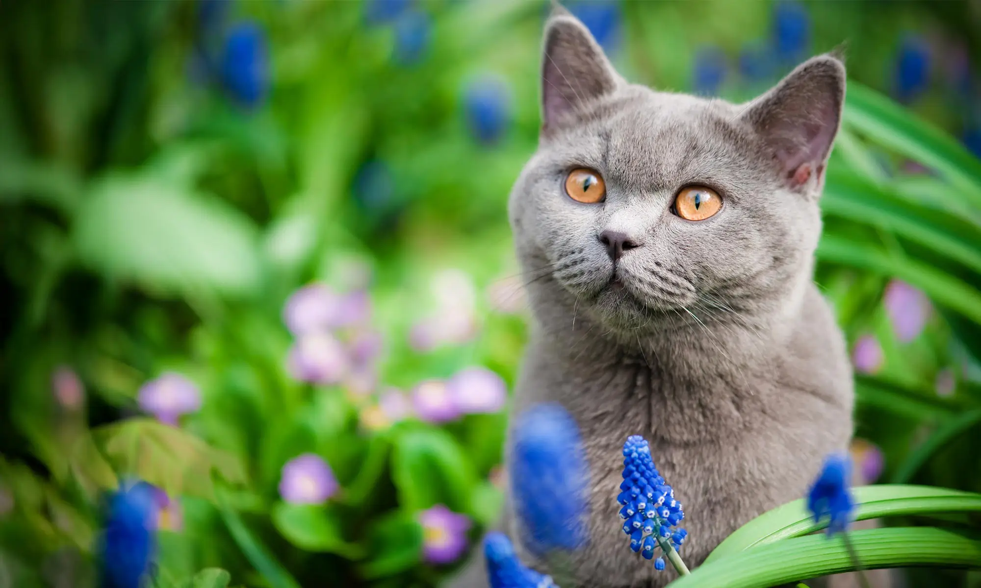 A cat outdoors