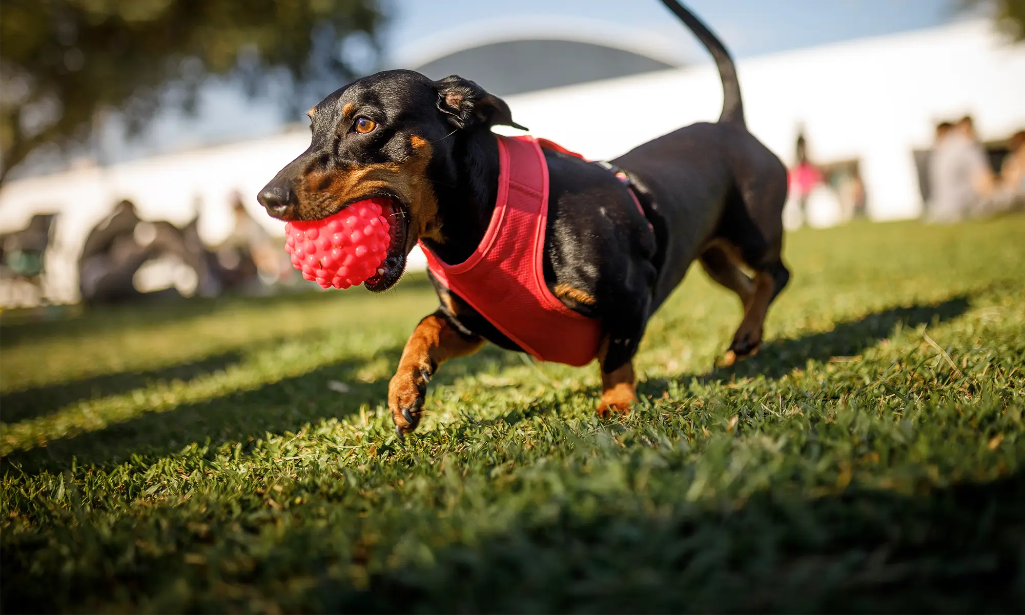 A dog running outdoors with a ball