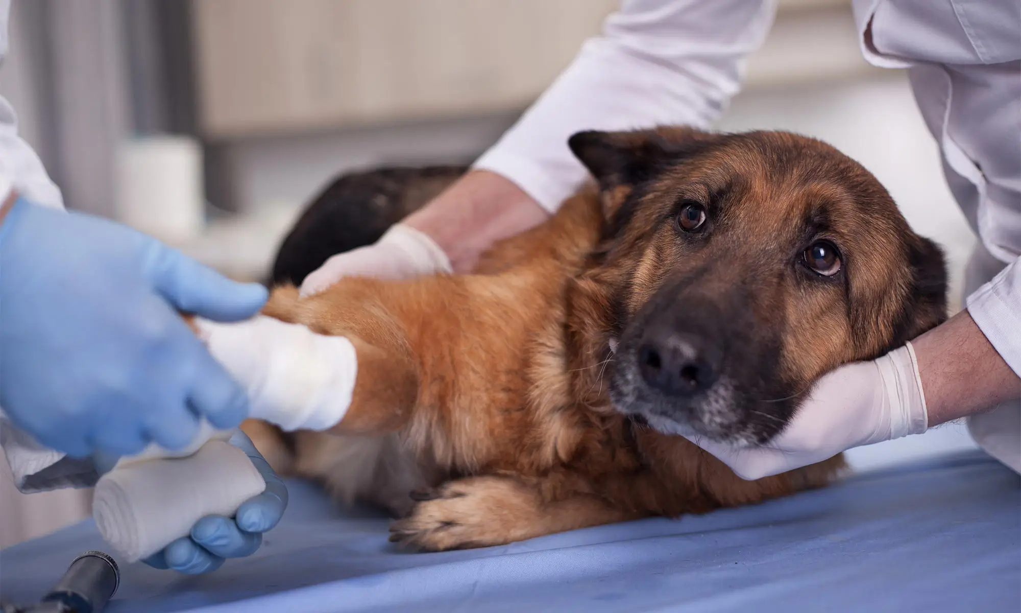 A dog being treated for an injury