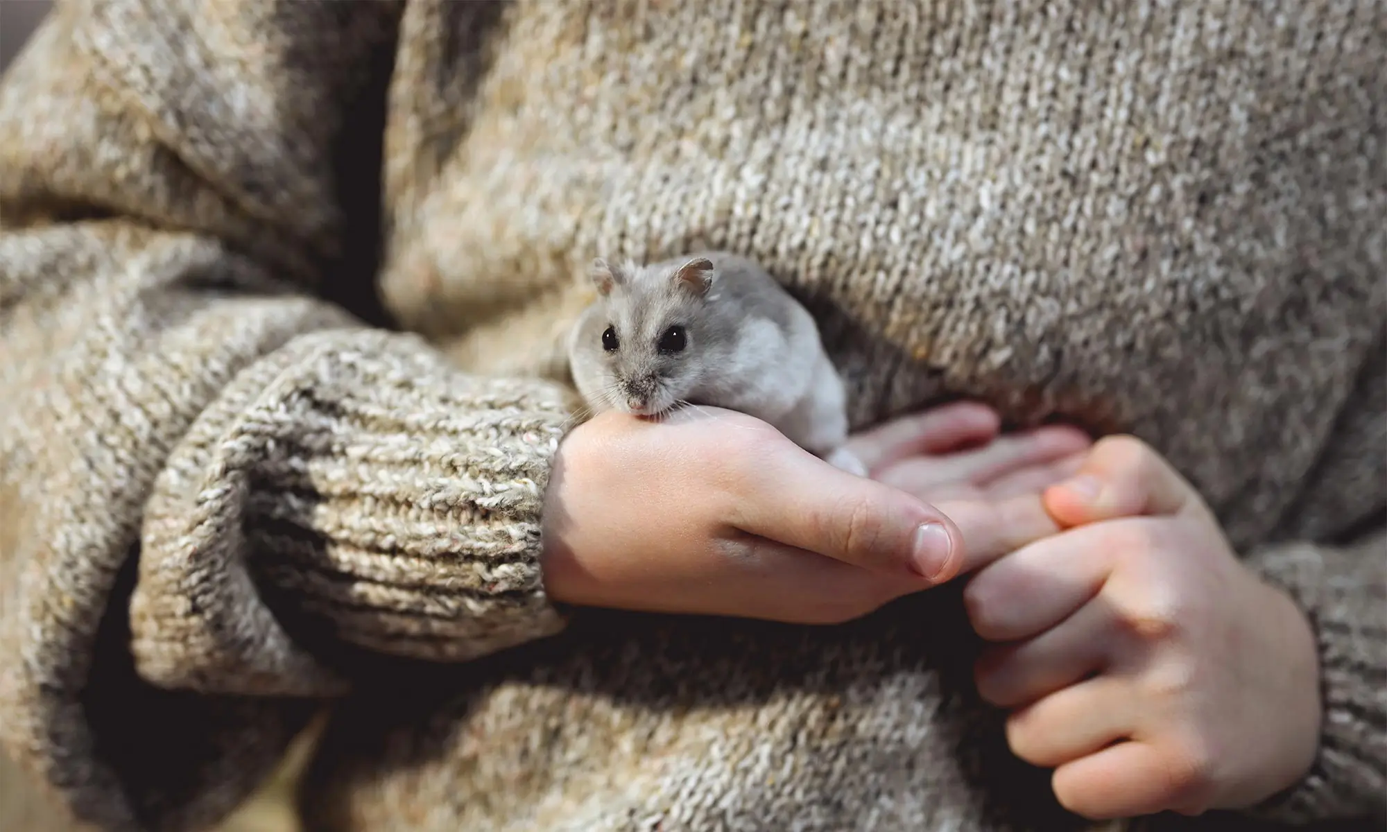 A hamster being held