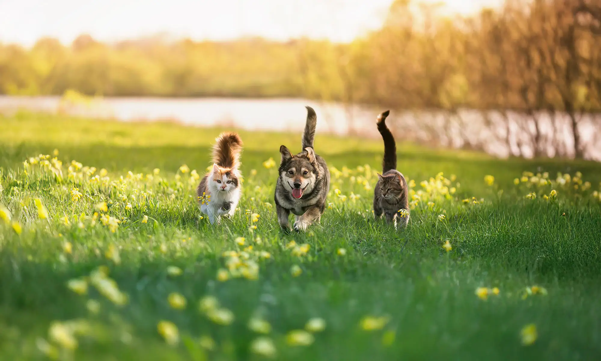 A dog and cats out for adventure