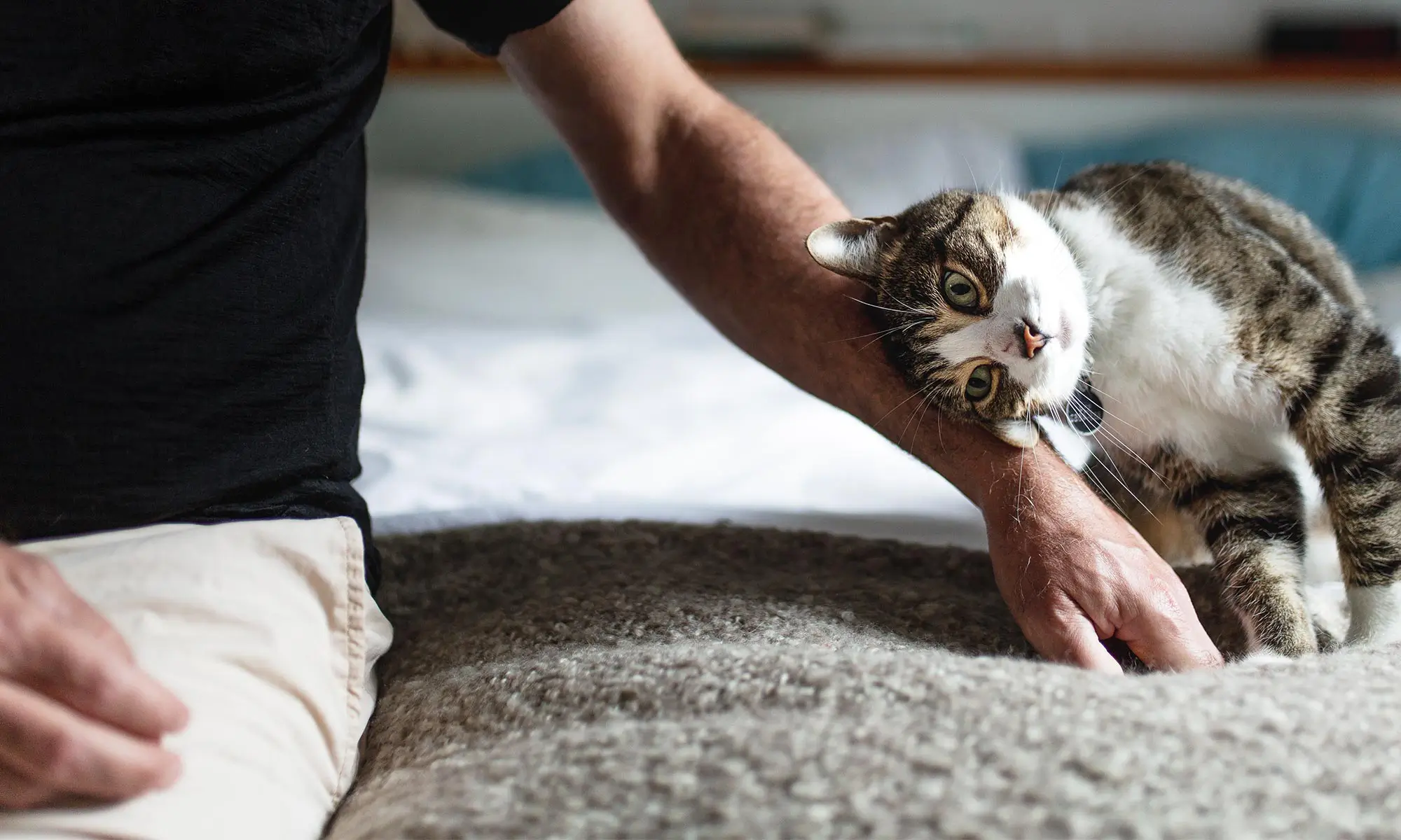 A cat loving their human