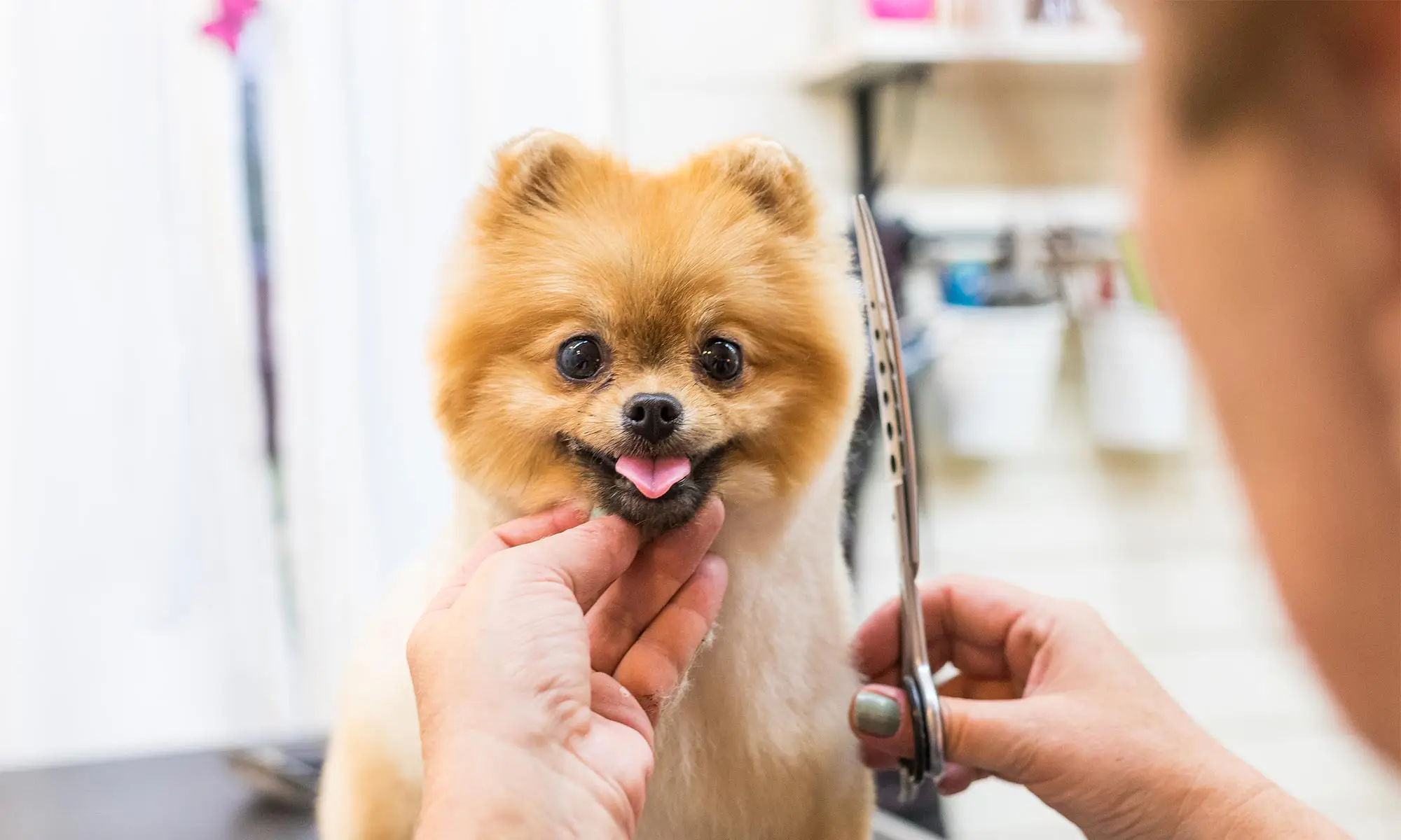 A dog being groomed
