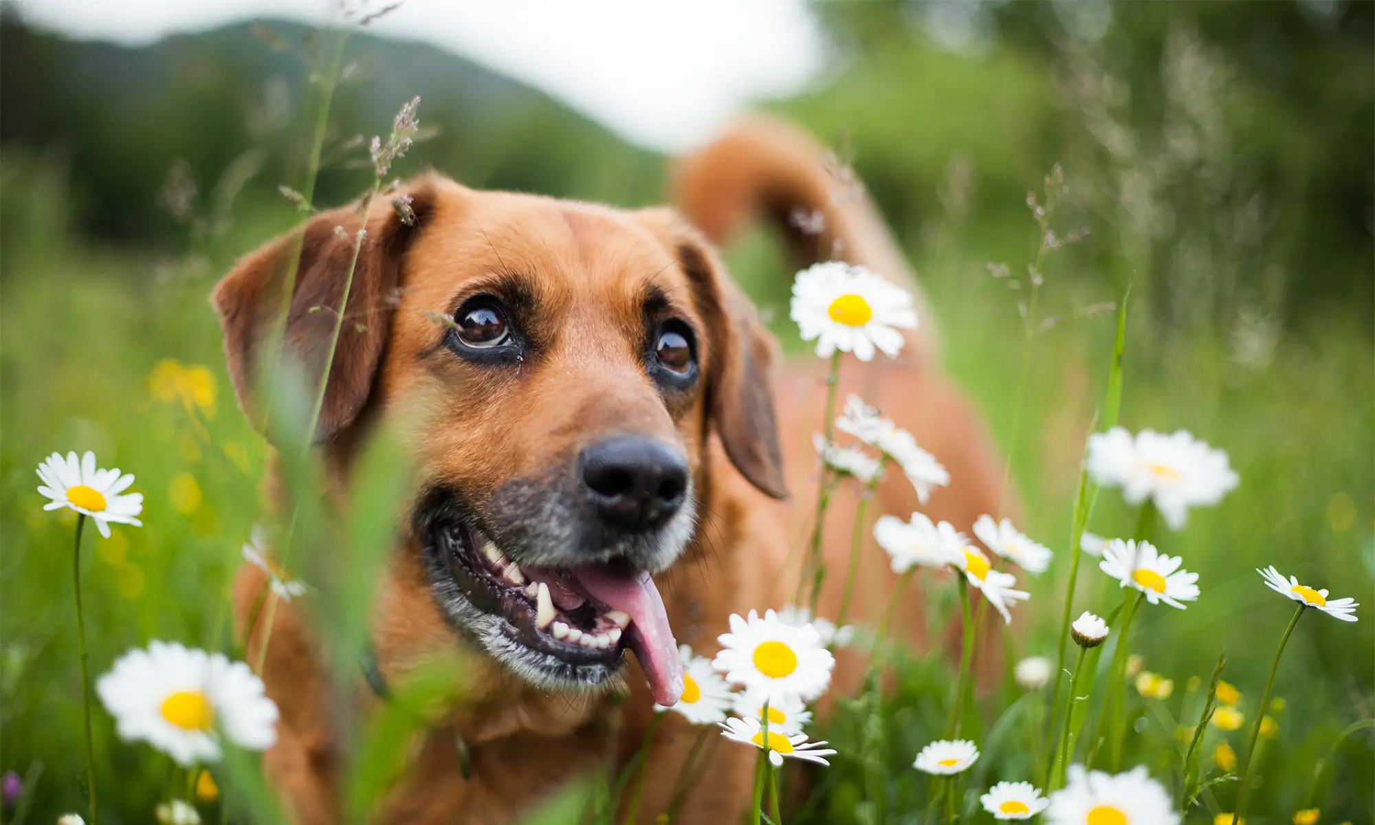 A dog in a field