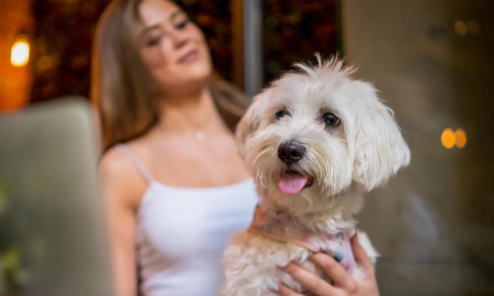 A dog with their human