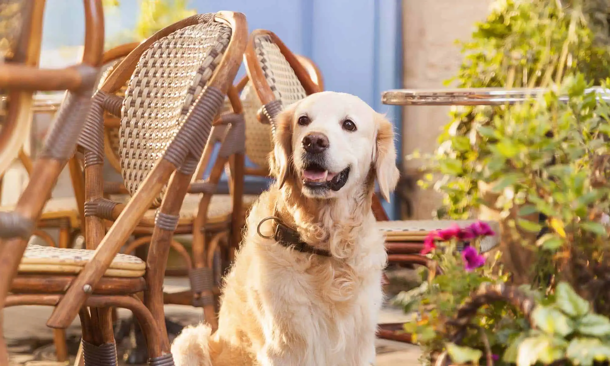 A dog on a porch